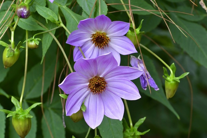 Dahlia imperialis photo 7