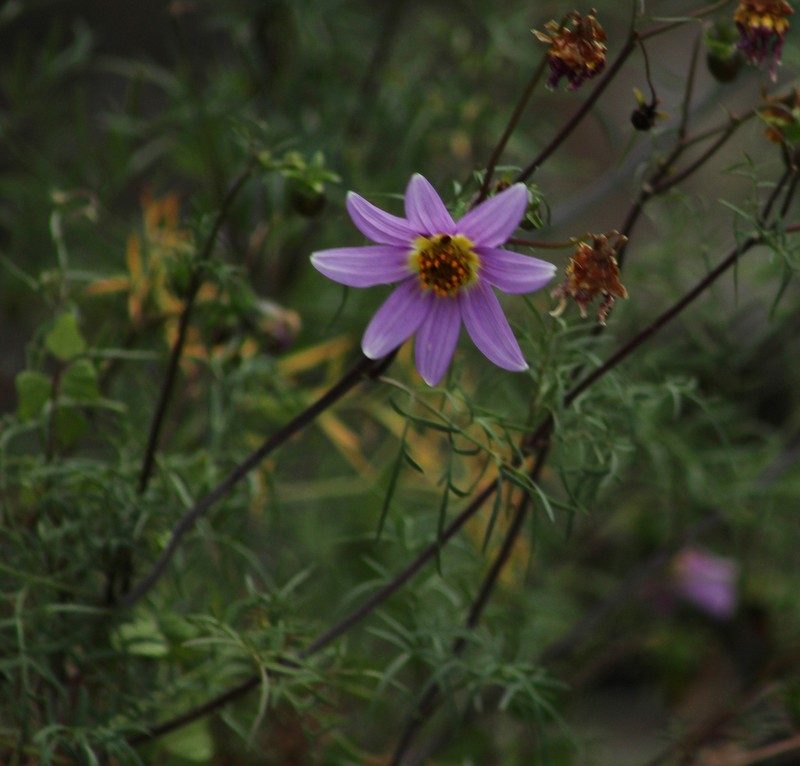 Dahlia linearis