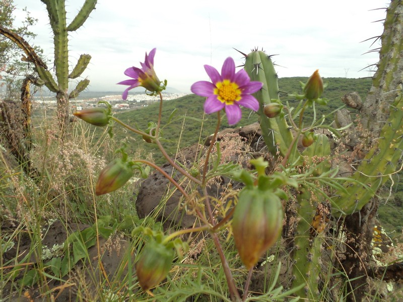 Dahlia linearis photo 2