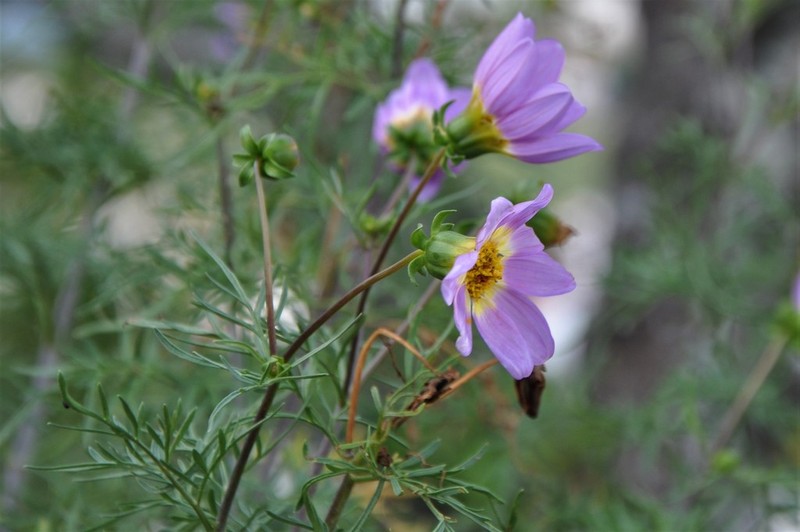 Dahlia linearis photo 3
