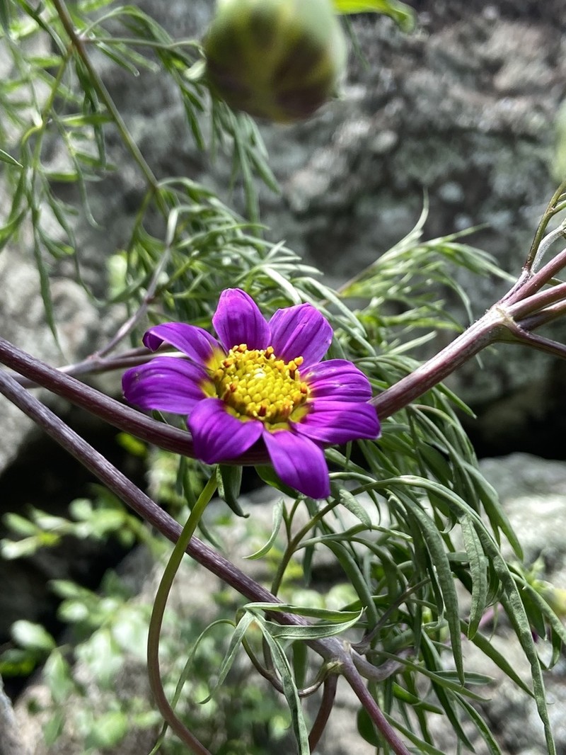 Dahlia linearis photo 4