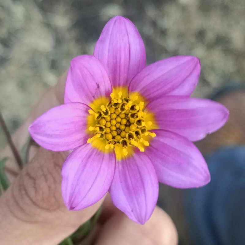 Dahlia linearis photo 6