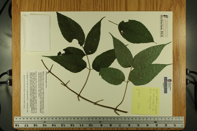 Dahlia macdougallii