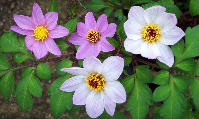 Dahlia merckii