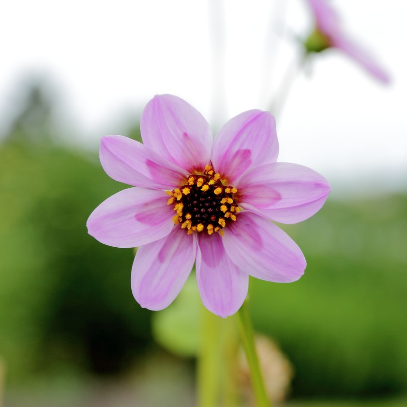 Dahlia merckii photo 2