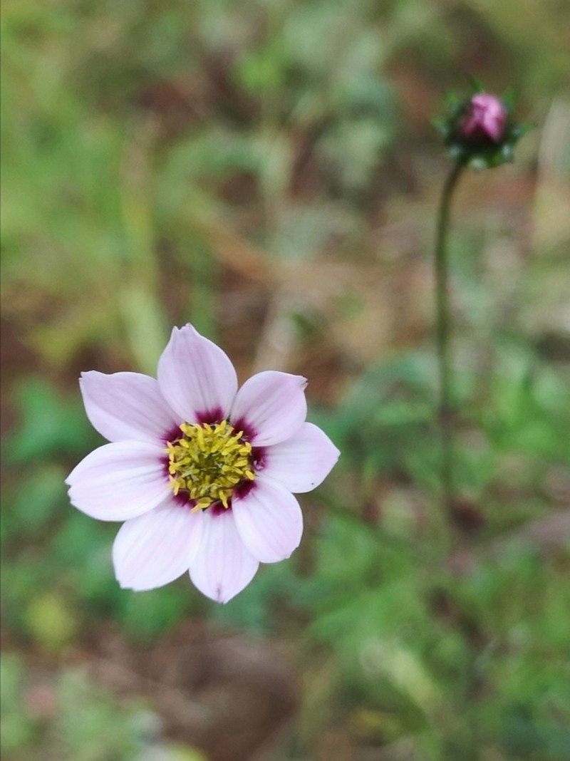 Dahlia merckii photo 3