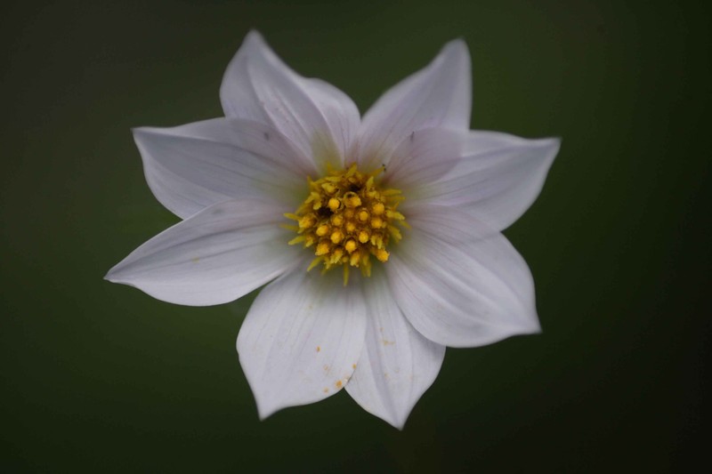 Dahlia merckii photo 4