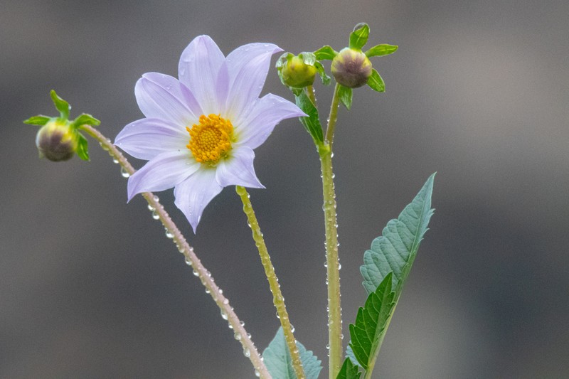 Dahlia merckii photo 5
