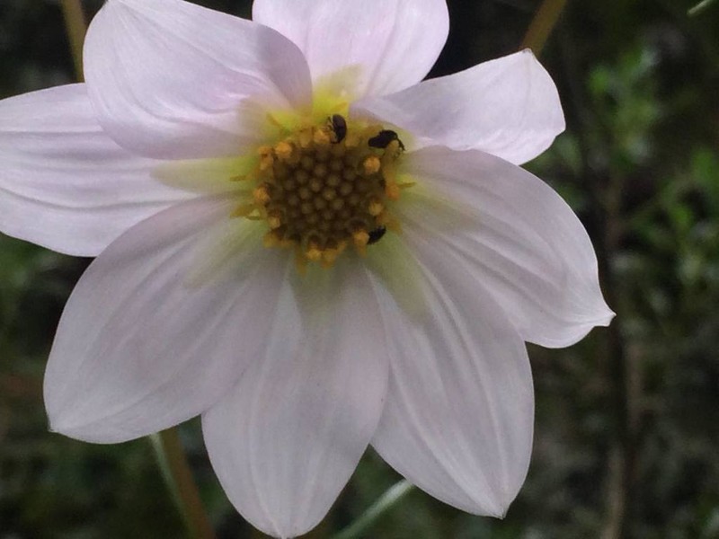 Dahlia merckii photo 7
