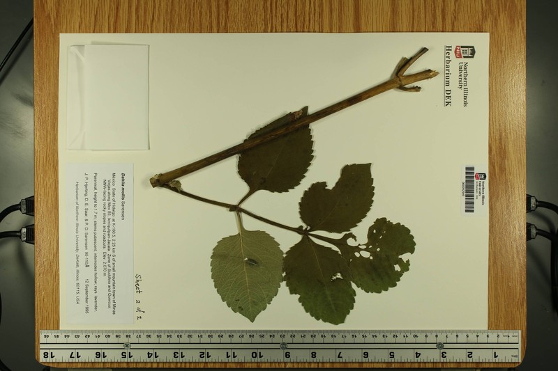 Dahlia mollis