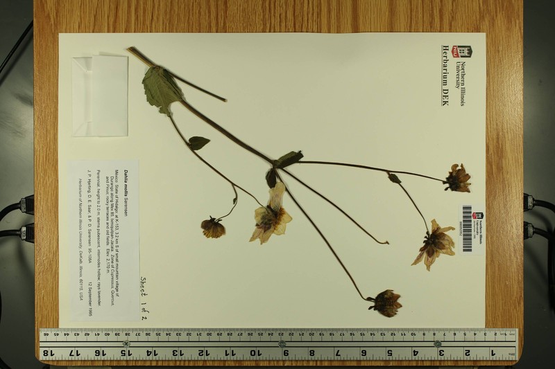 Dahlia mollis photo 2