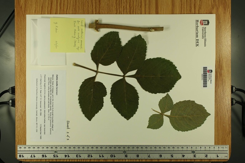 Dahlia mollis photo 3