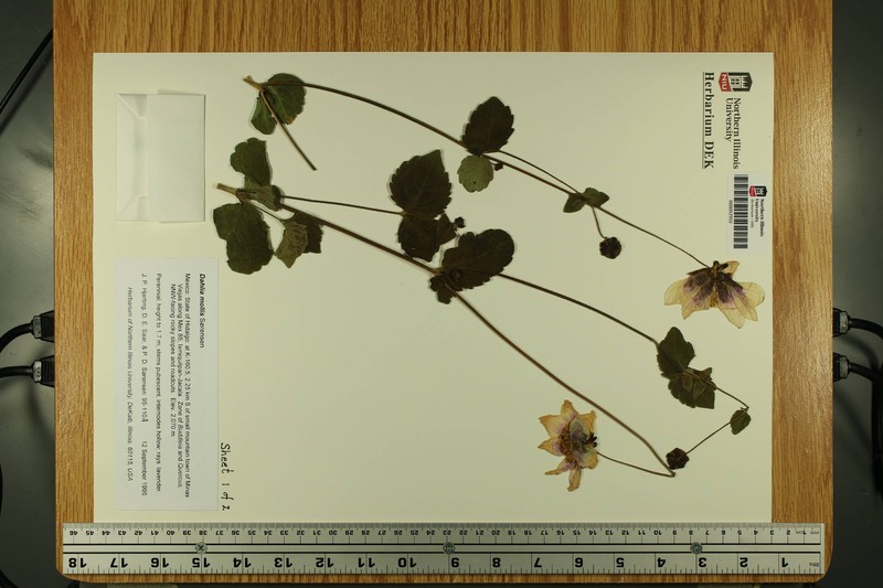Dahlia mollis photo 4