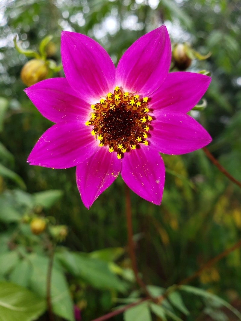 Dahlia moorei photo 3