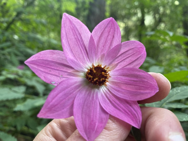 Dahlia moorei photo 4