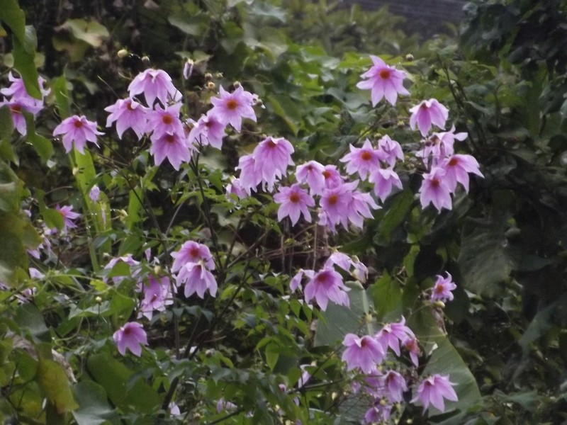 Dahlia neglecta