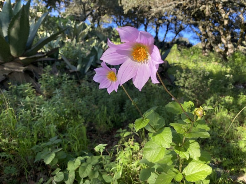 Dahlia neglecta photo 2