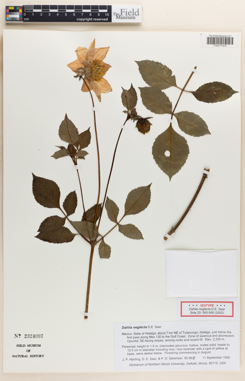 Dahlia neglecta photo 4