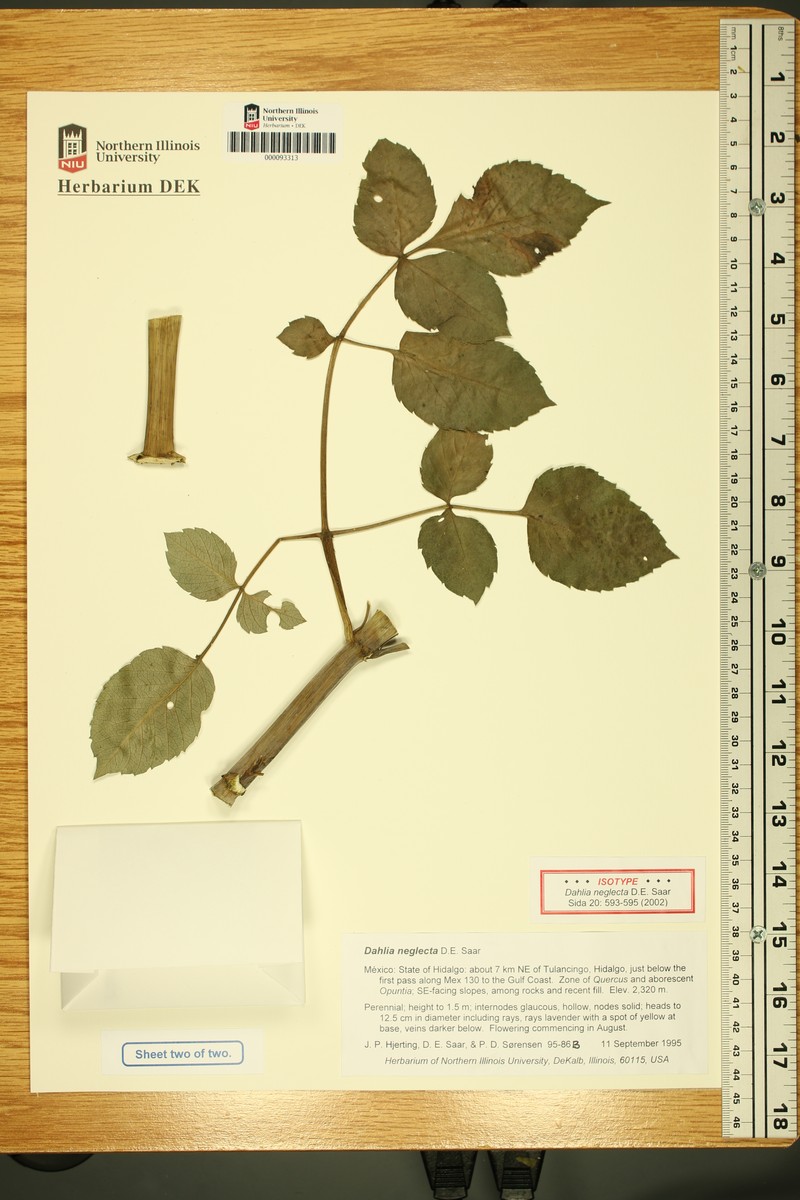 Dahlia neglecta photo 5