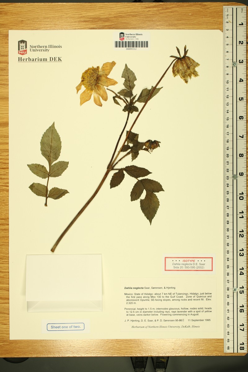 Dahlia neglecta photo 6