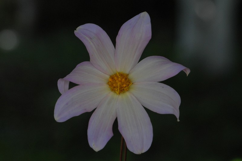 Dahlia parvibracteata