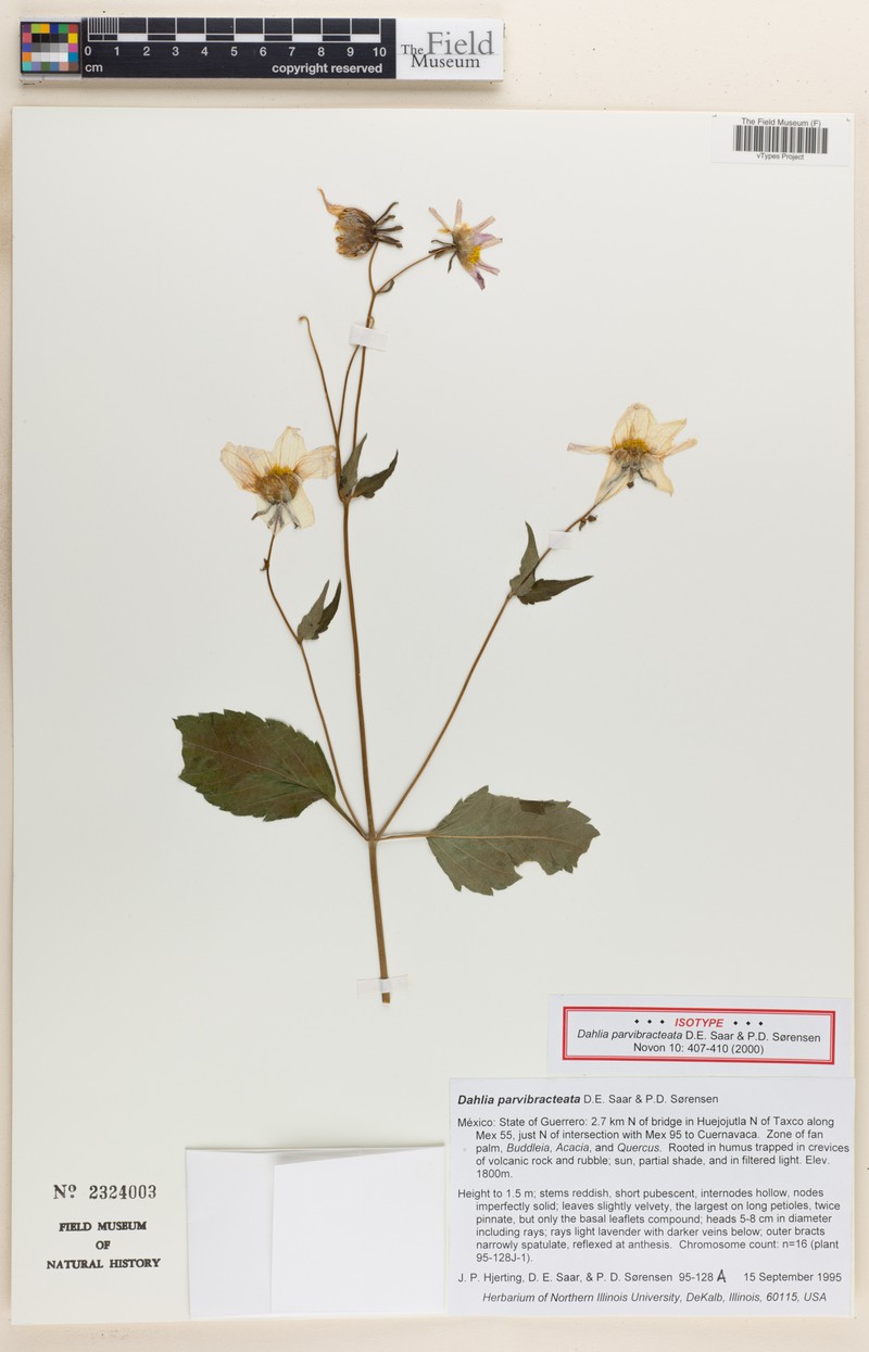 Dahlia parvibracteata photo 2