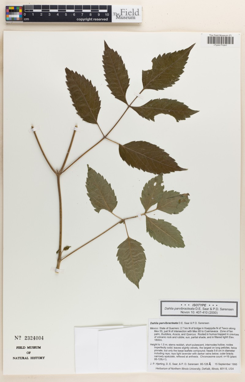 Dahlia parvibracteata photo 3