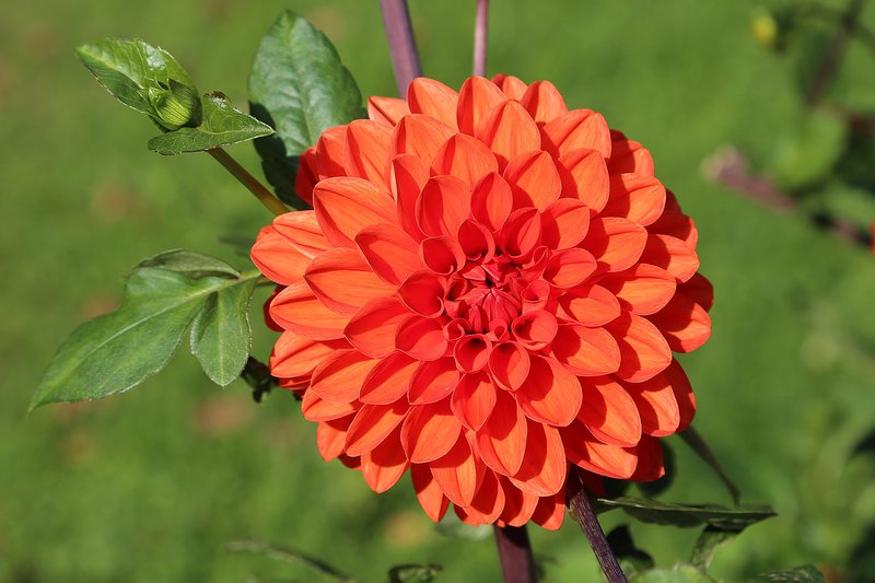 Pinnate Dahlia photo 2