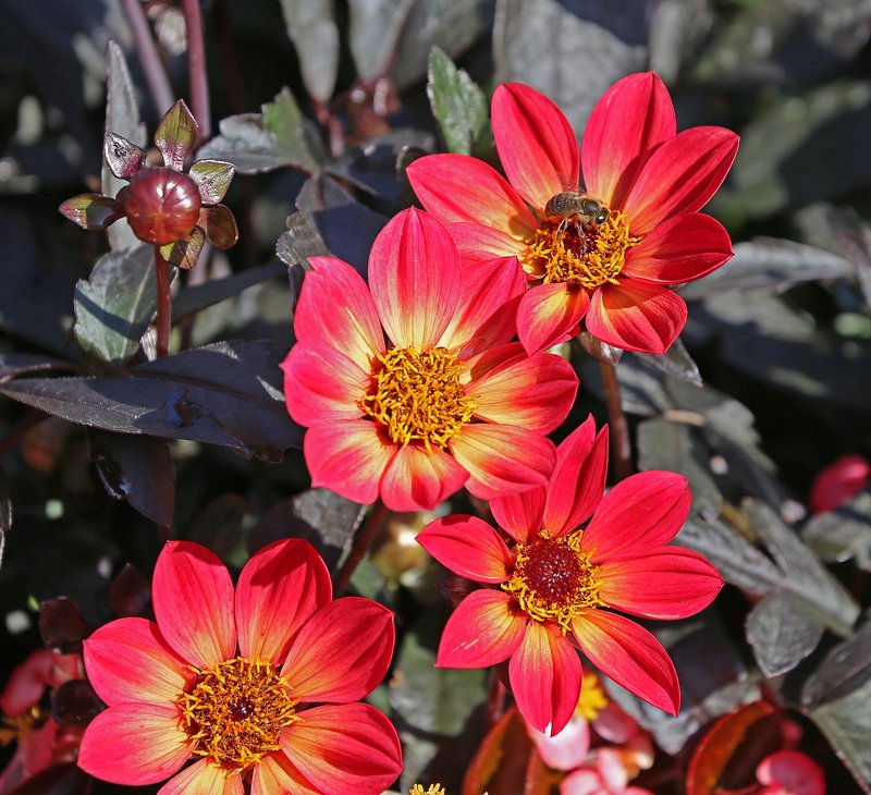 Pinnate Dahlia photo 3