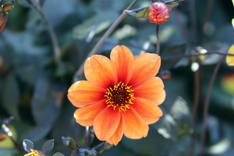 Pinnate Dahlia photo 4