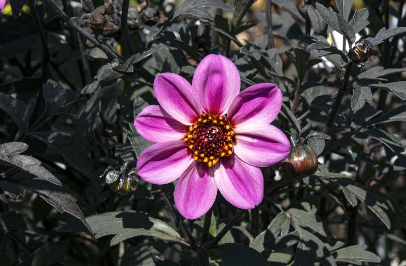 Pinnate Dahlia photo 5