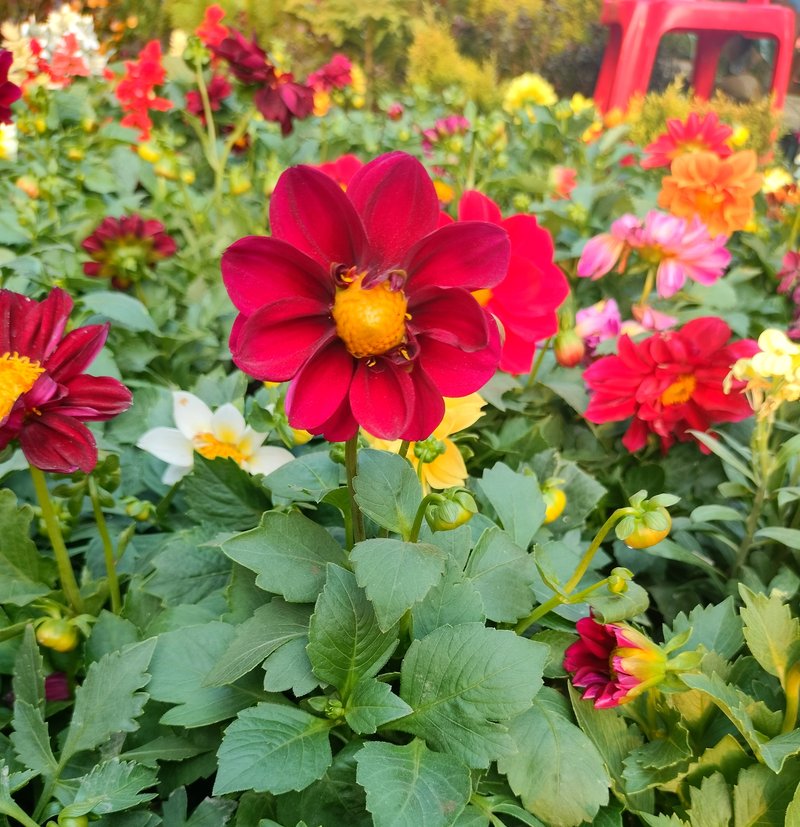Pinnate Dahlia photo 6