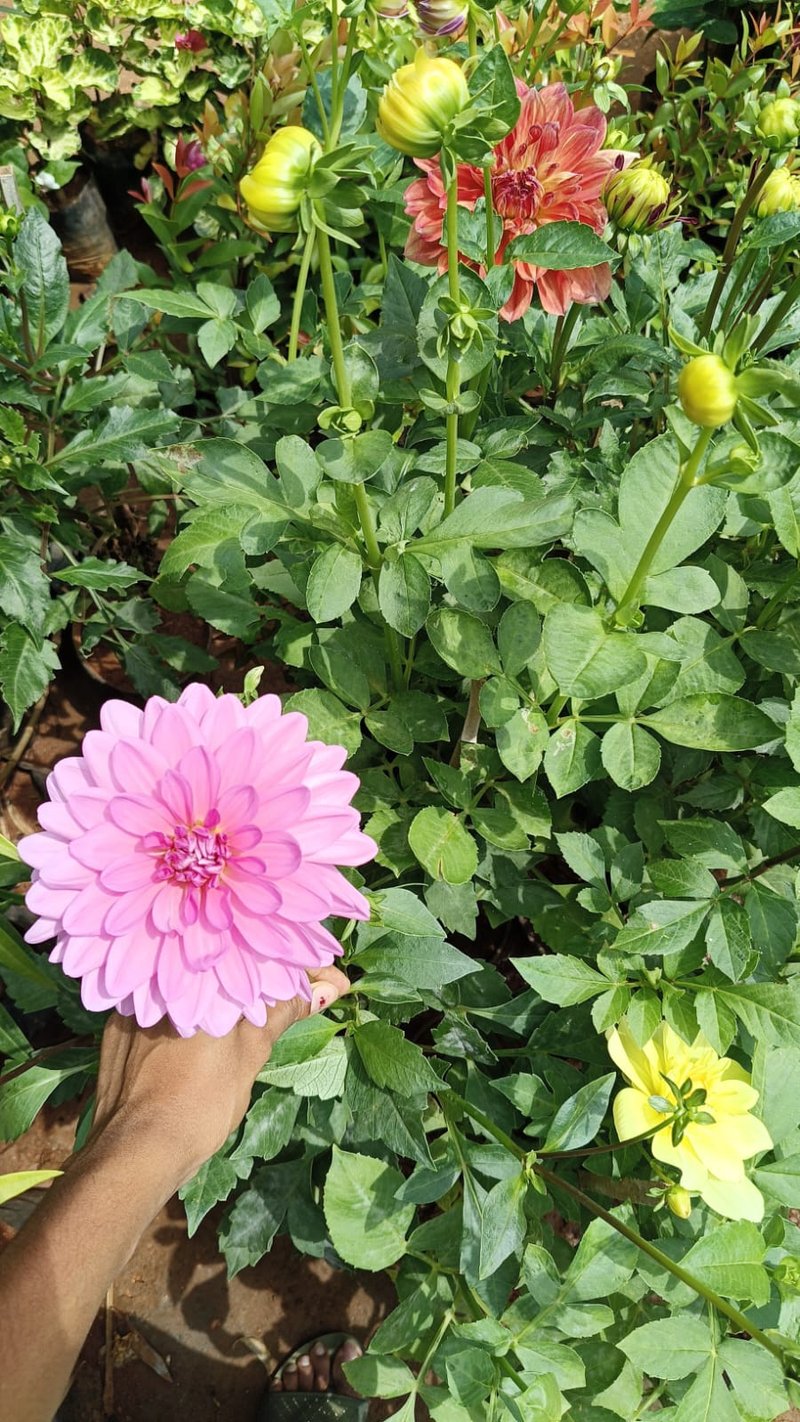 Pinnate Dahlia photo 7