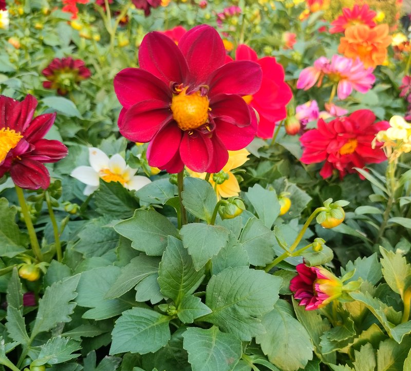 Pinnate Dahlia photo 8