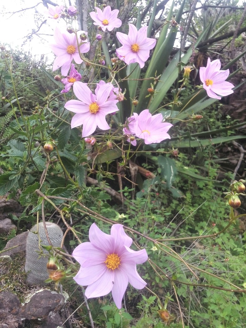 Dahlia pteropoda photo 2