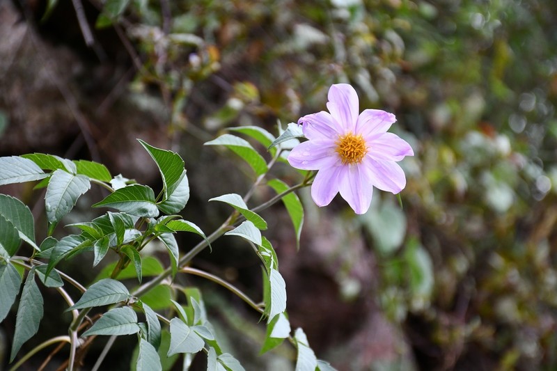 Dahlia pteropoda photo 4