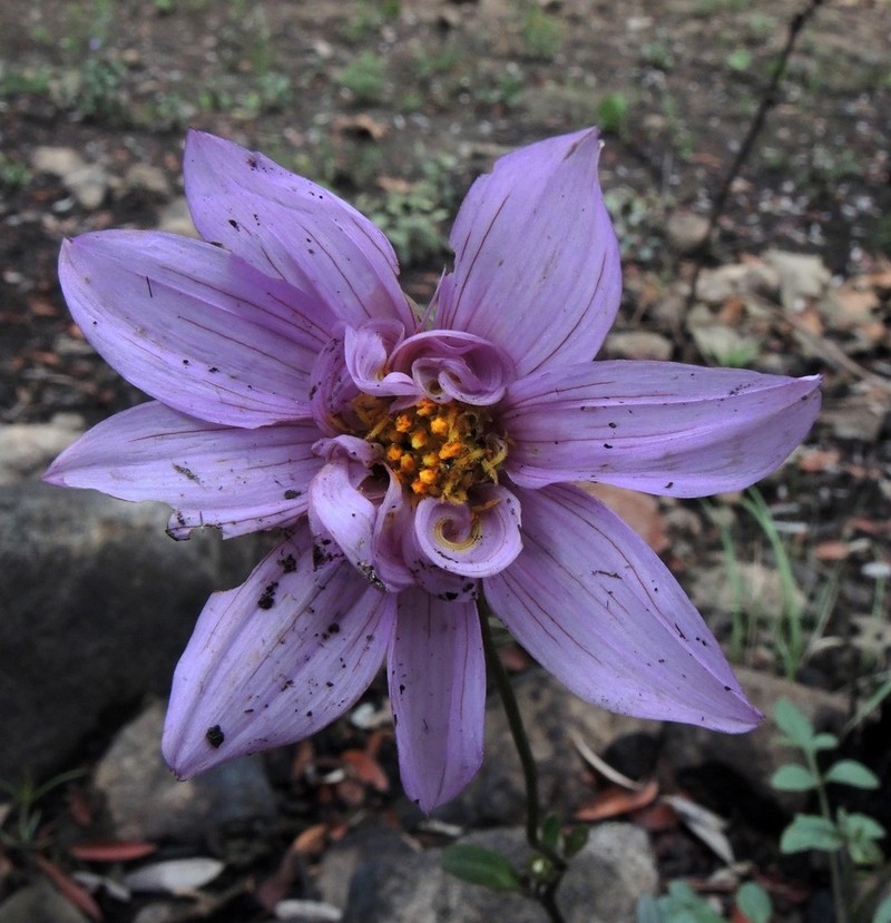 Dahlia pugana