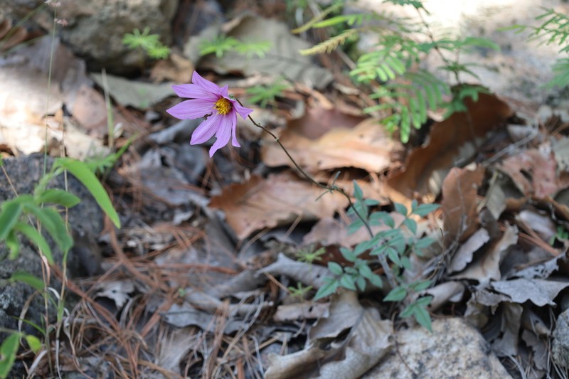 Dahlia pugana photo 2
