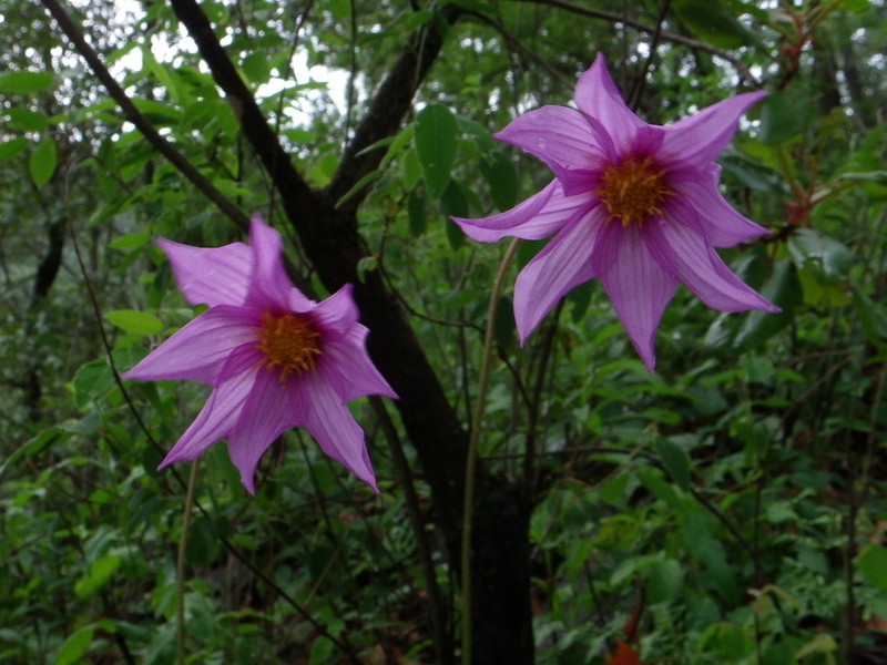 Dahlia pugana photo 4