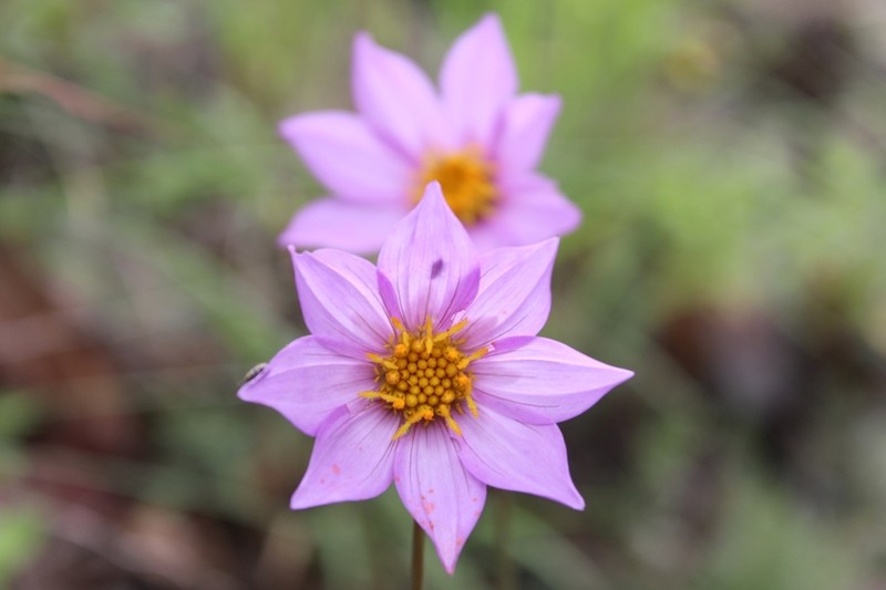 Dahlia pugana photo 8
