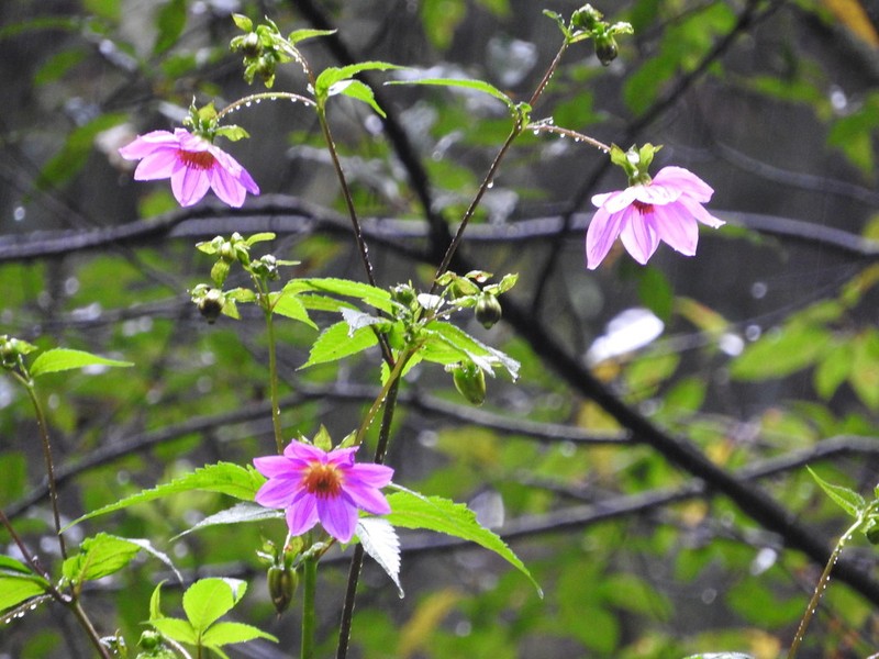 Dahlia rudis