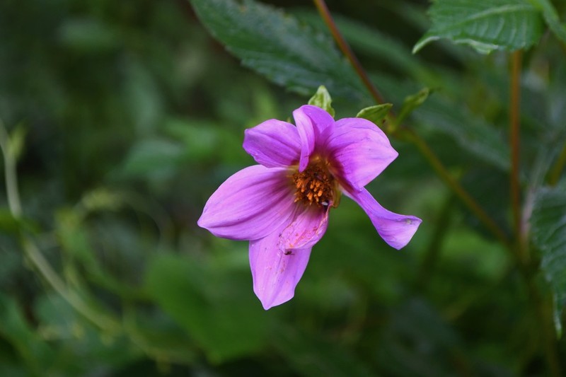 Dahlia rudis photo 2