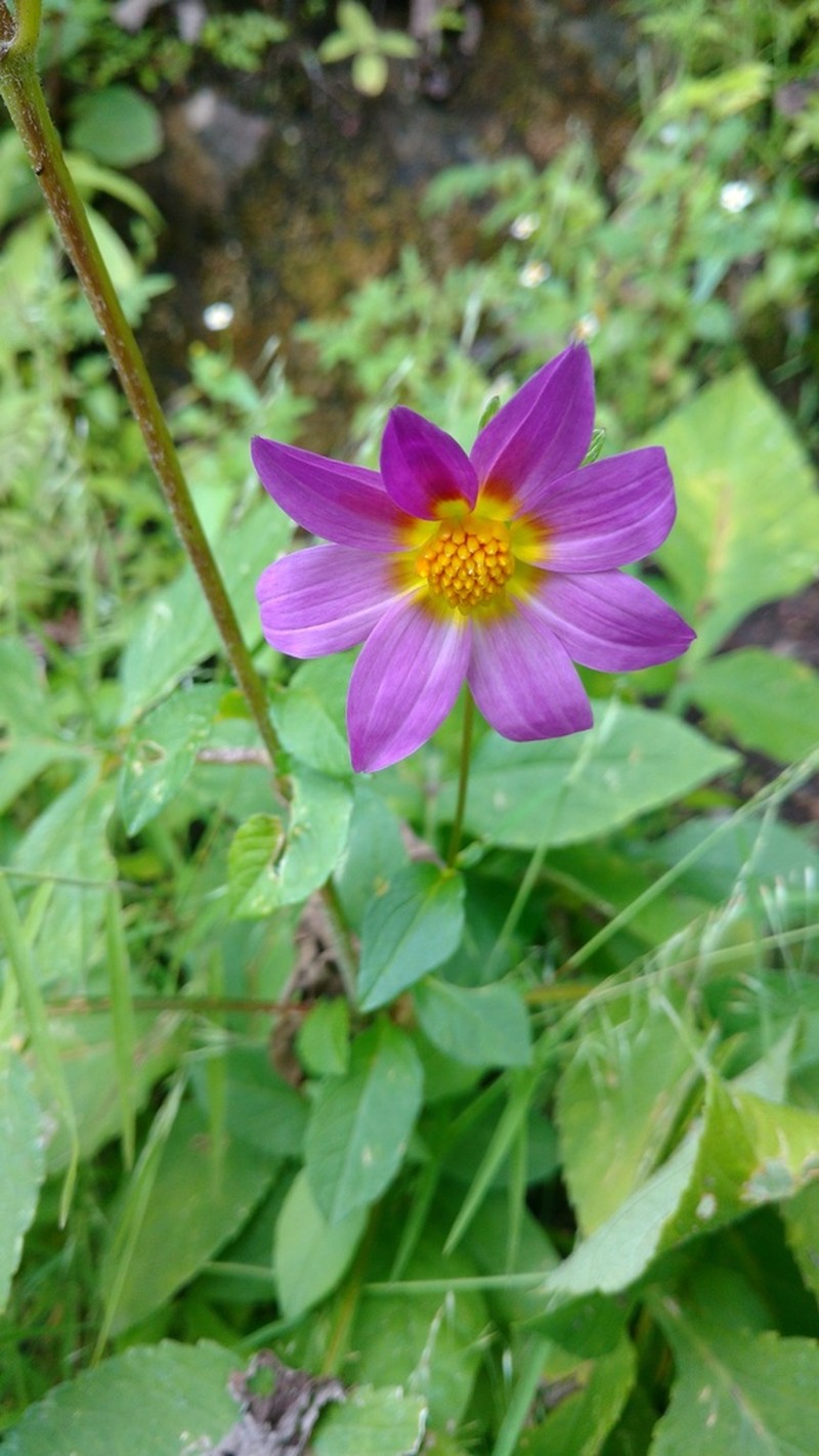 Dahlia rudis photo 3