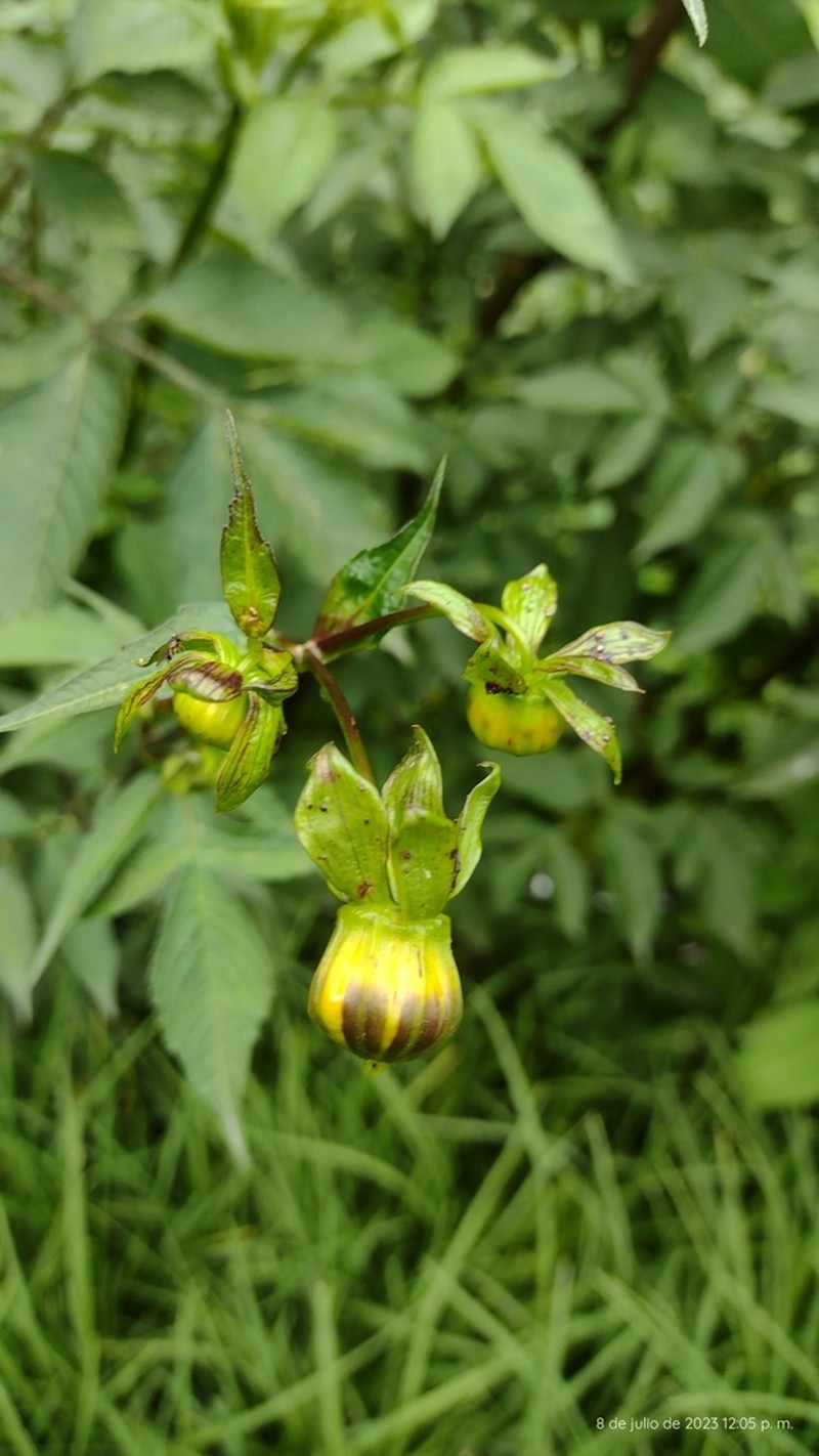 Dahlia rudis photo 6