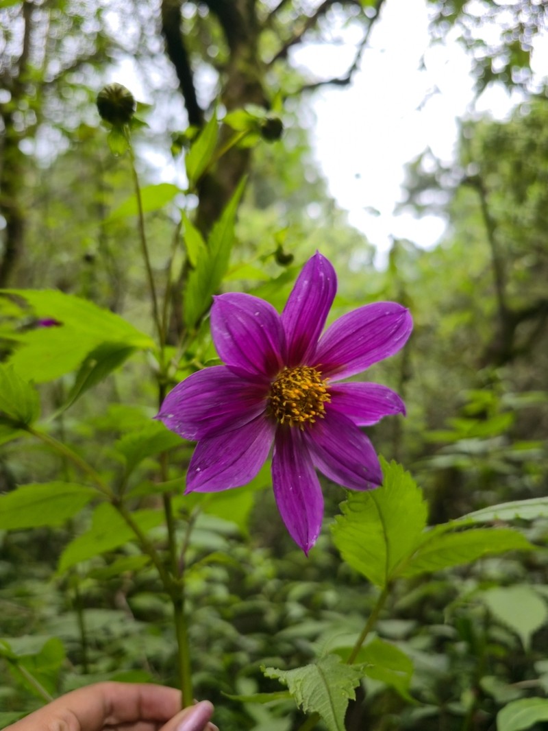 Dahlia rudis photo 7