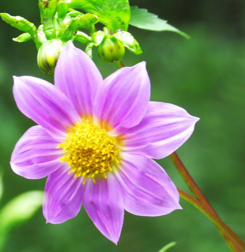 Dahlia rudis photo 8