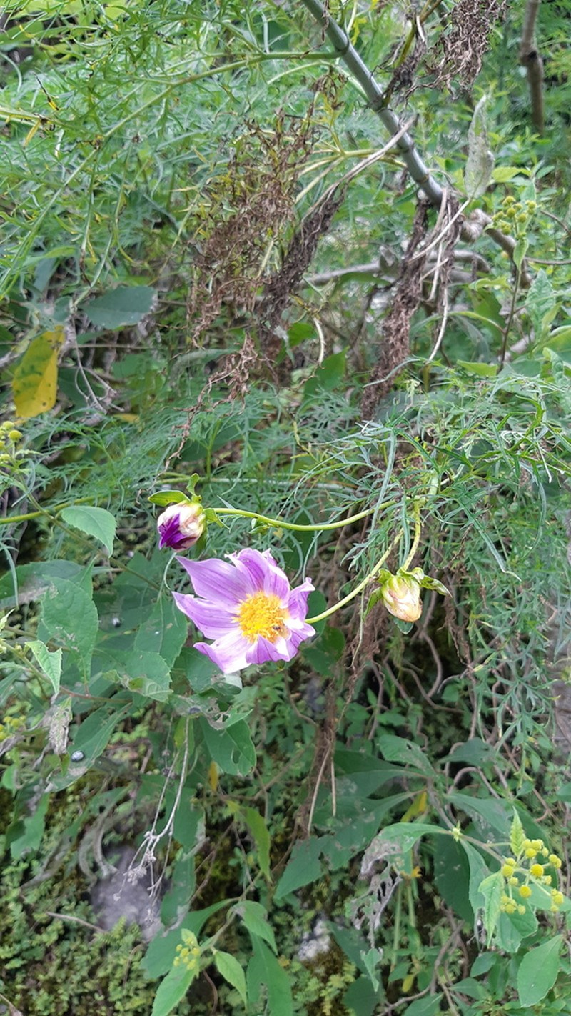Dahlia rupicola photo 2