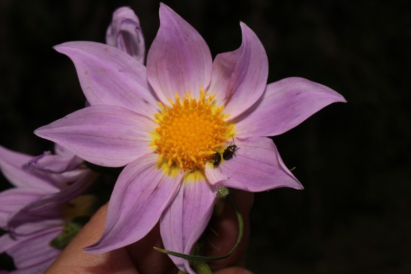Dahlia rupicola photo 3