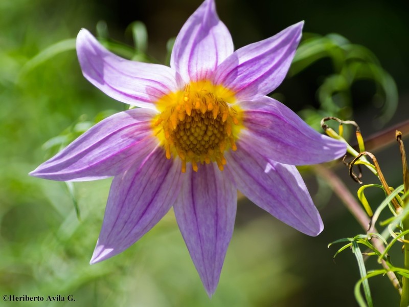 Dahlia rupicola photo 4