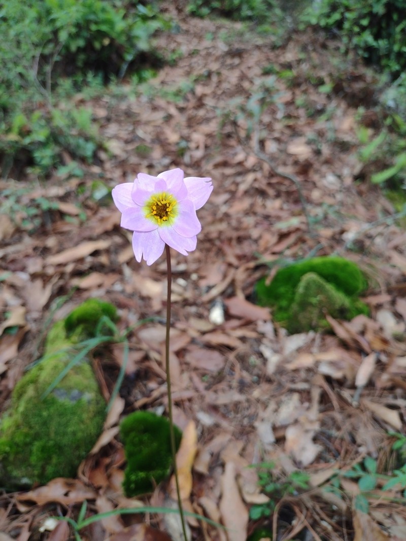 Dahlia scapigera